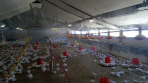 Chicken Farm