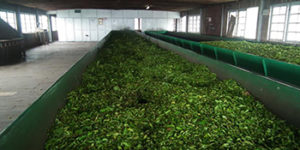 Tea Industry